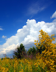 Image showing summer yellow flowers