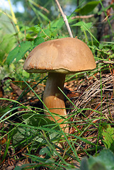 Image showing mushroom in grass