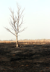 Image showing dry tree in burnt steppe