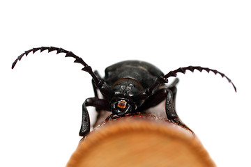 Image showing large black beetle