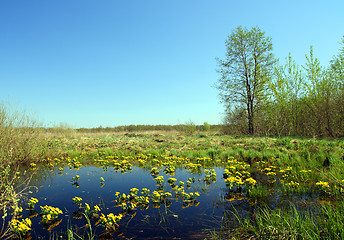 Image showing landscape with yellow flowers on bog