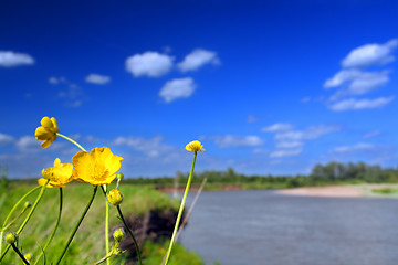 Image showing flowers near river in summer