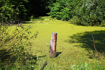 Image showing stump in bog