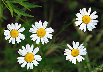 Image showing camomiles close-up on dark background