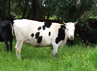 Image showing black spotted cow