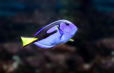 Image showing blue fish