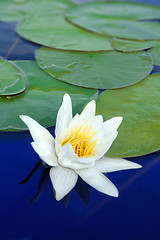 Image showing water-lily close-up