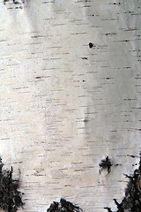 Image showing birch trunk bark