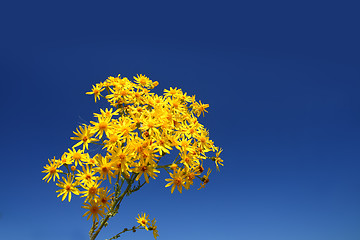 Image showing yellow flower bunch