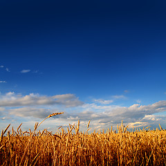 Image showing wheat field in sunset light