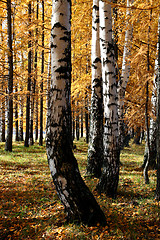 Image showing autumn birch and larch trees