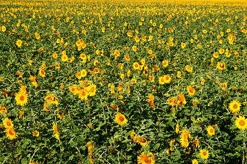 Image showing sunflowers field