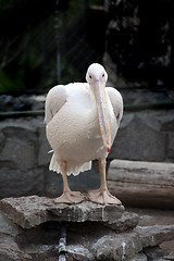 Image showing pelican