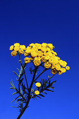 Image showing tansy under blue sky 