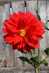 Image showing red dahlia flower