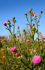 Image showing thistle bush