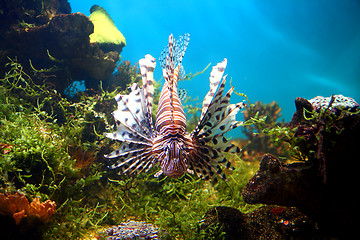 Image showing lionfish in tropical aquarium