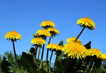 Image showing dandelion flowers