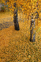 Image showing autumn leaves