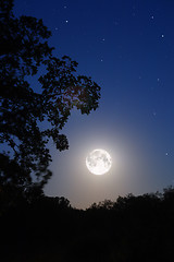 Image showing moon and tree