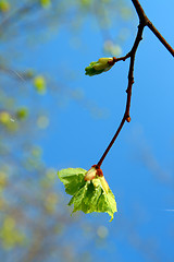 Image showing spring leaf