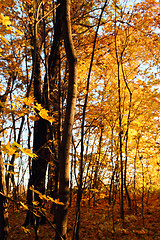 Image showing autumn trees in sunset light