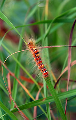 Image showing red hairy caterpillar