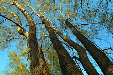 Image showing tall poplar trees