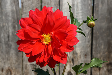 Image showing red dahlia flower