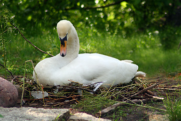 Image showing sitting swan