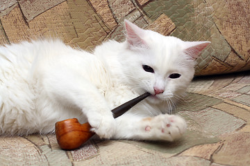 Image showing cat with tobacco-pipe