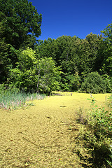 Image showing summer landscape with bog