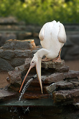 Image showing pelican catching stream of water