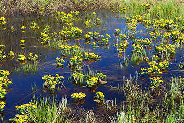 Image showing spring yellow flowers on bog