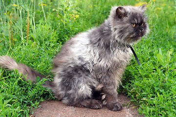 Image showing shaggy persian cat