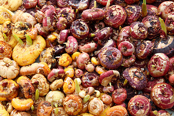 Image showing gladiolus flowers bulbs