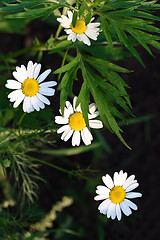 Image showing camomiles and leaves on dark background