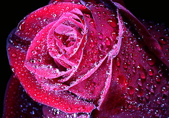 Image showing red rose with drops close-up