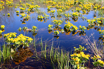 Image showing spring yellow flowers on bog