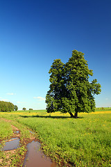 Image showing summer landscape with road and lime-tree