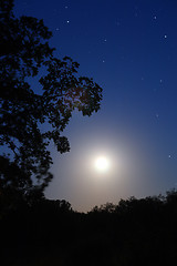 Image showing moon and tree