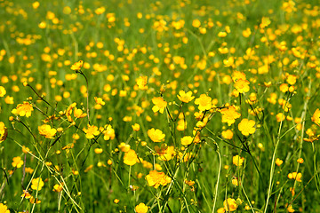 Image showing summer meadow background