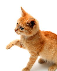 Image showing playful red small cat