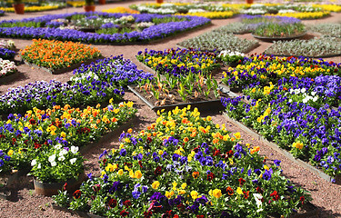 Image showing multicolour flower beds