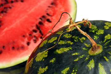 Image showing watermelon with dry stem