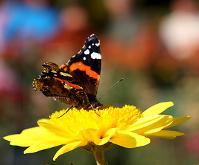 Image showing Butterfly on flower