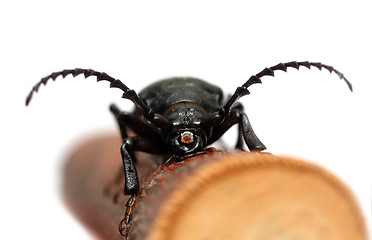 Image showing large black beetle