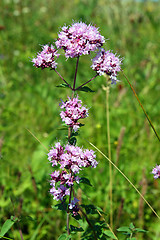 Image showing origanum vulgare