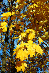 Image showing bright yellow maple leaves