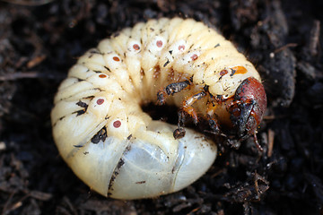 Image showing larva of may-bug